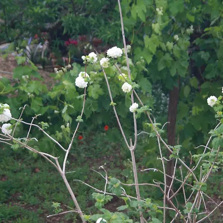 Holiday home Casa Da Cerca